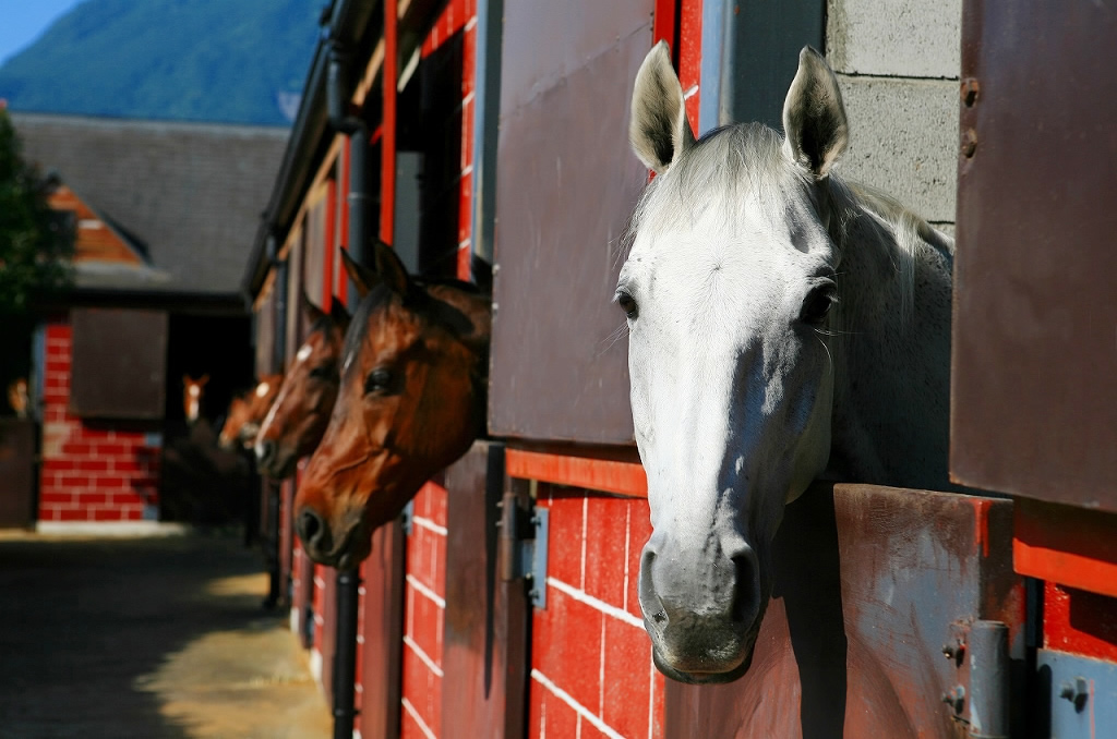 乗馬は動物を扱う唯一のスポーツ