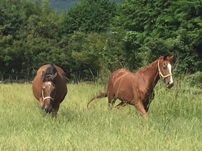 高齢馬のケア