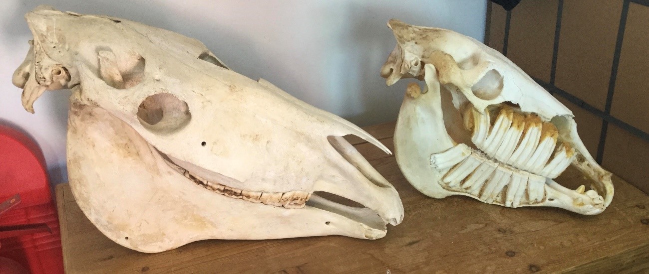 horseskull